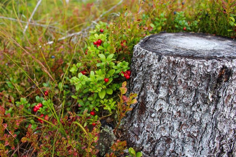 Bilde av en trestubbe med tyttebærplanter